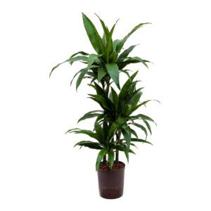 Dracaena Janet Craig