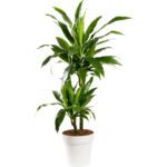 Dracaena Janet Craig