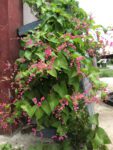 Antigonon Leptopus (Coral Vine/Coralita/Bee Bush/San Miguelito Vine)