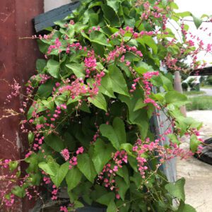 Antigonon Leptopus (Coral Vine/Coralita/Bee Bush/San Miguelito Vine)