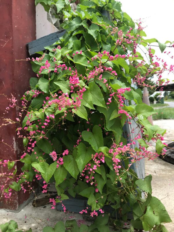 Antigonon Leptopus (Coral Vine/Coralita/Bee Bush/San Miguelito Vine)