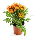 Gazania Rigens "Treasure Flower"