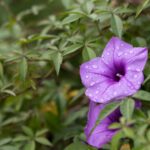 Ipomoea Cairica (Mile-a-Minute Vine/Messina Creeper/Cairo Morning Glory/Railroad Creeper)