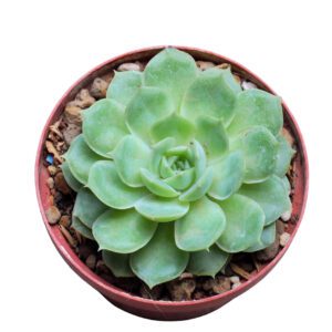 Echeveria Elegans