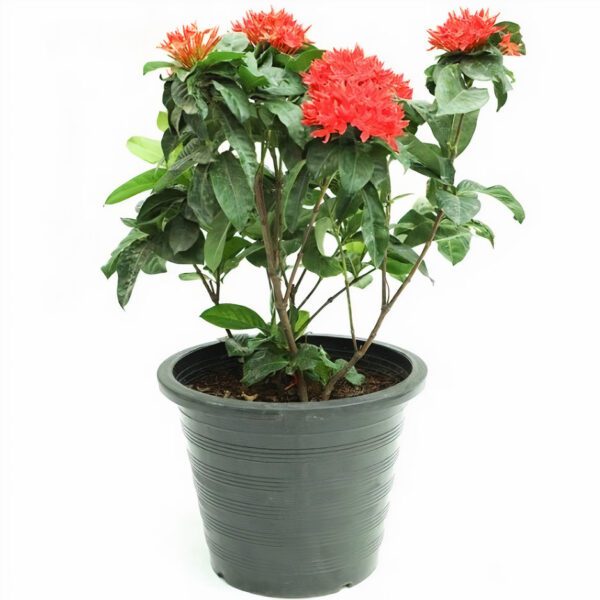 Ixora Coccinea (Chinese Ixora)