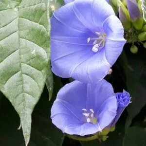 Jacquemontia Martii "Clustervine"