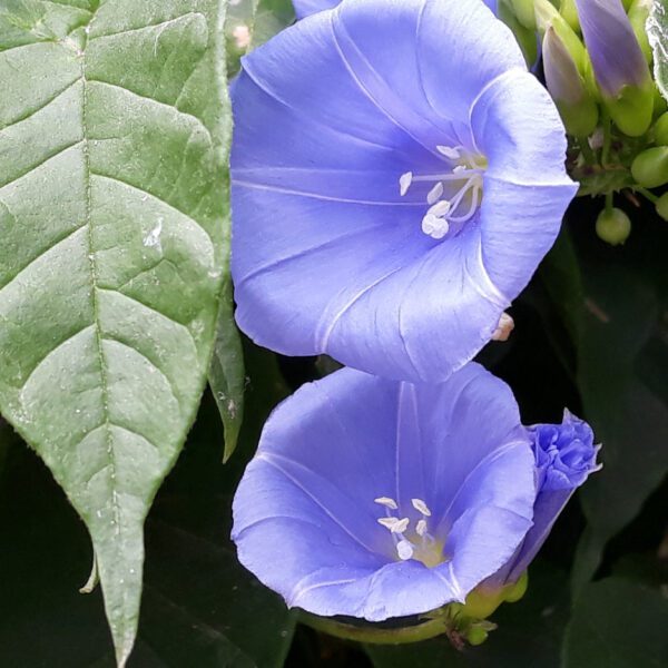 Jacquemontia Martii "Clustervine"