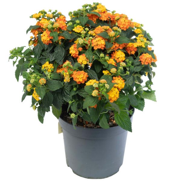 Lantana Mix (Shrub Verbenas)