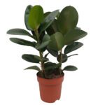 Ficus Elastica 'Robusta' (Rubber Plant)