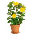 Mandevilla Yellow "Rocktrumpet"