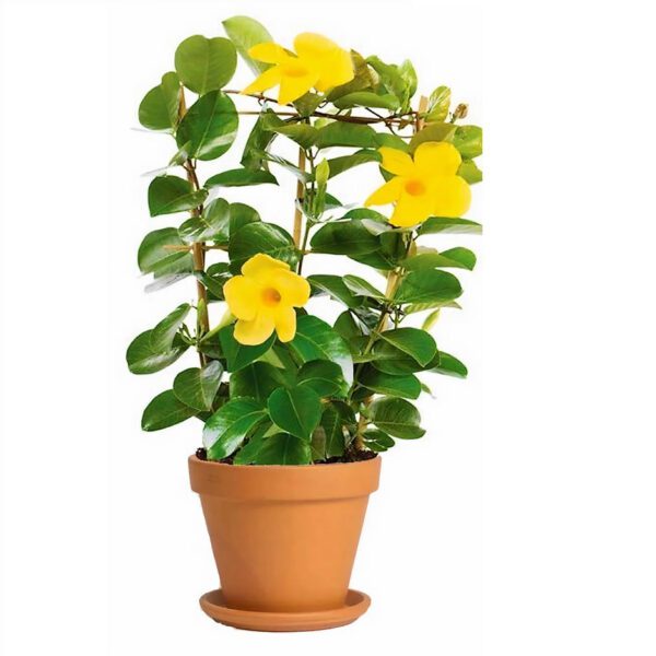 Mandevilla Yellow "Rocktrumpet"