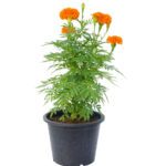 Marigold "Tagetes"