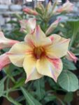 Adenium "Grafted" (Sabi Star/Desert Rose/Impala Lily/Kudu/Mock Azalea)