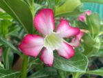 Adenium "Grafted" (Sabi Star/Desert Rose/Impala Lily/Kudu/Mock Azalea)