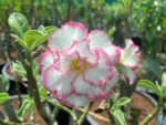 Adenium "Grafted" (Sabi Star/Desert Rose/Impala Lily/Kudu/Mock Azalea)