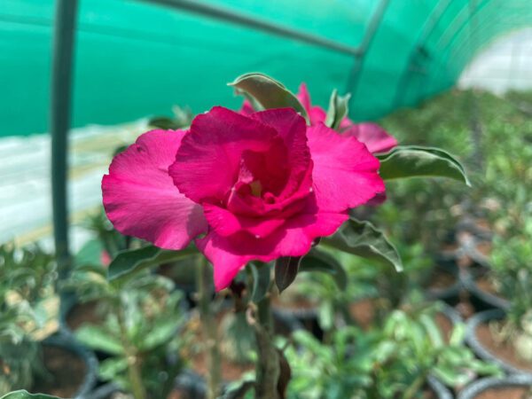 Adenium "Grafted" (Sabi Star/Desert Rose/Impala Lily/Kudu/Mock Azalea)