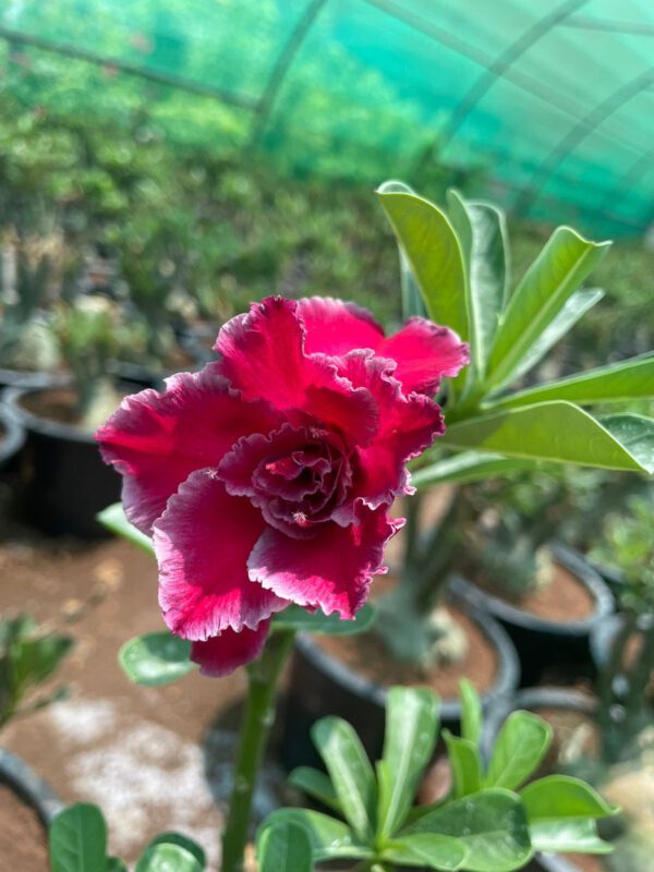 Adenium "Grafted" (Sabi Star/Desert Rose/Impala Lily/Kudu/Mock Azalea)