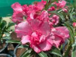 Adenium "Grafted" (Sabi Star/Desert Rose/Impala Lily/Kudu/Mock Azalea)