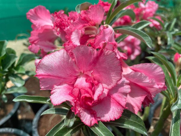 Adenium "Grafted" (Sabi Star/Desert Rose/Impala Lily/Kudu/Mock Azalea)