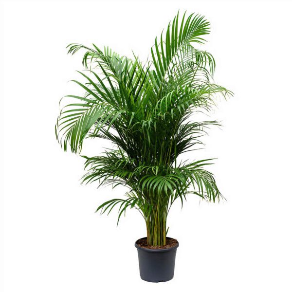 Chrysalidocarpus Lutescens "Areca Palm"