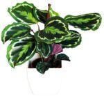 Calathea 'Medallion'