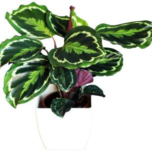 Calathea 'Medallion'