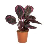 Calathea Rosea-Picta 'Dottie' (Black Rose Calathea)