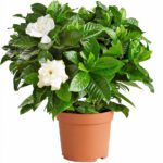 Gardenia Jasminoides "Cape Jasmine"