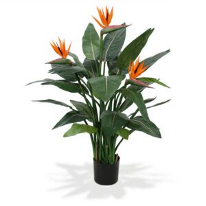 Strelitzia Reginae "Bird Of Paradise"