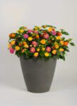 Lantana Mix (Shrub Verbenas)