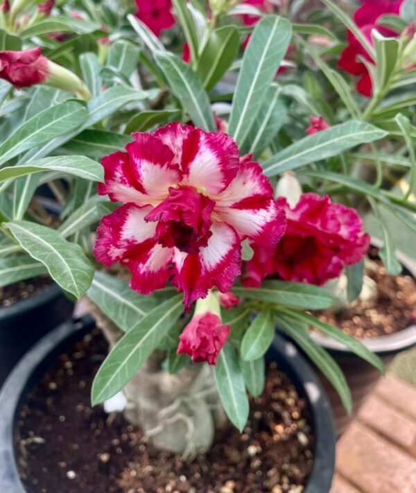 Adenium "Grafted" (Sabi Star/Desert Rose/Impala Lily/Kudu/Mock Azalea)