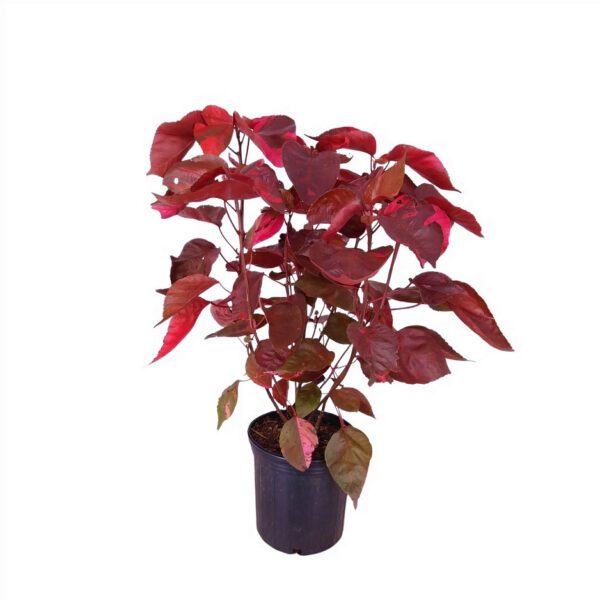 Acalypha Wilkesiana' Jacob's Coat' (Copperleaf)