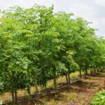 Moringa Oleifera (Drumstick Tree/Moringa/Horseradish Tree/Ben Oil Tree/Benzolive Tree)