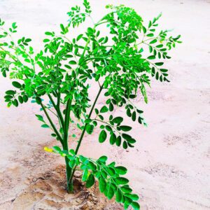 Moringa Oleifera (Drumstick Tree/Moringa/Horseradish Tree/Ben Oil Tree/Benzolive Tree)