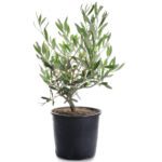 Olea Europea (European Olive/Olive)