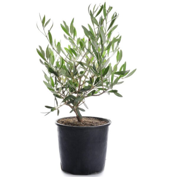 Olea Europea (European Olive/Olive)