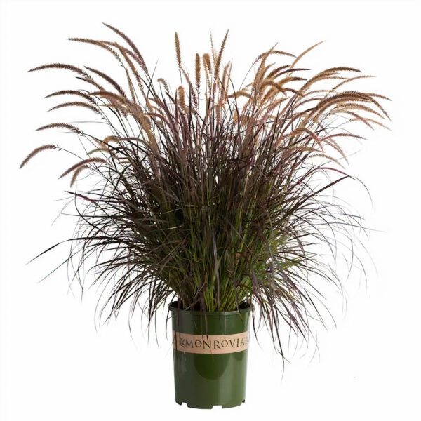 Pennisetum Setaceum "Red" (Cenchrus Setaceus/Crimson Fountaingrass/African Fountain Grass)