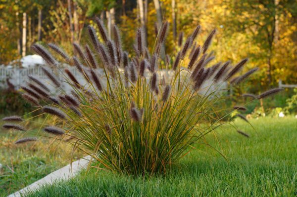 Pennisetum Setaceum "Red" (Cenchrus Setaceus/Crimson Fountaingrass/African Fountain Grass)