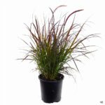 Pennisetum Setaceum "Red" (Cenchrus Setaceus/Crimson Fountaingrass/African Fountain Grass)