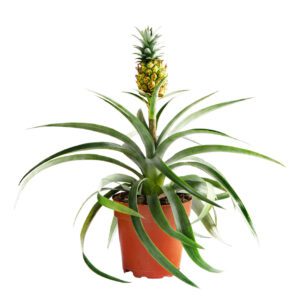 Pineapple "Ananas Comosus"