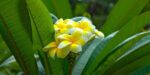 Plumeria Obtusa (Singapore Graveyard)