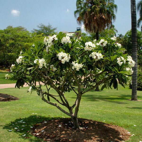 Plumeria Obtusa (Singapore Graveyard)