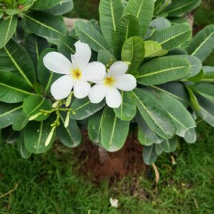 Plumeria Obtusa (Singapore Graveyard)