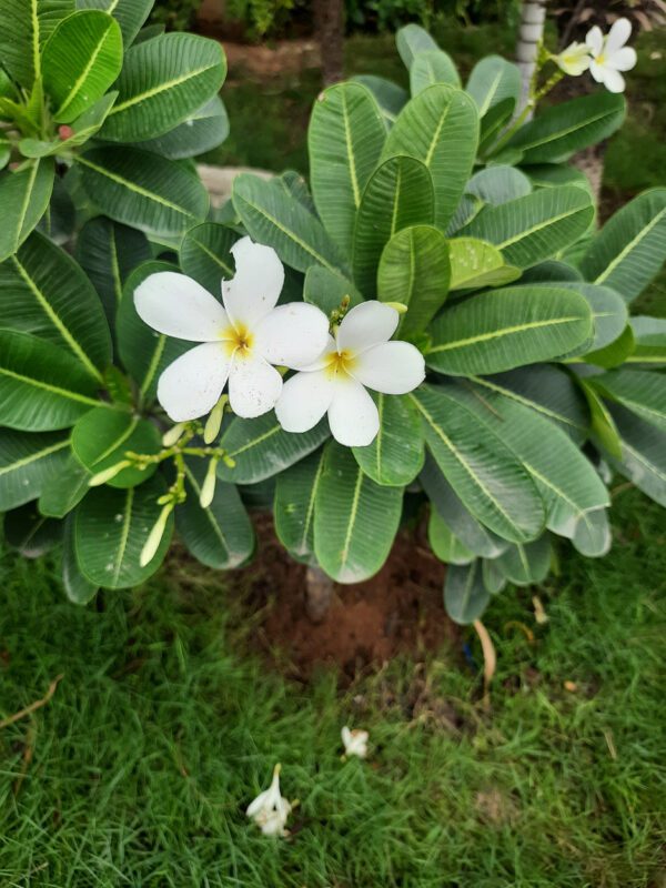 Plumeria Obtusa (Singapore Graveyard)