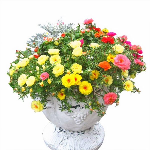 Portulaca Grandiflora (Eleven o'Clock/Mexican Rose/Sun Rose/Rock Rose/Moss Rose)