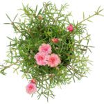 Portulaca Grandiflora (Eleven o'Clock/Mexican Rose/Sun Rose/Rock Rose/Moss Rose)