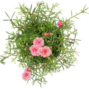 117.portulacagrandiflora_938x938.jpg