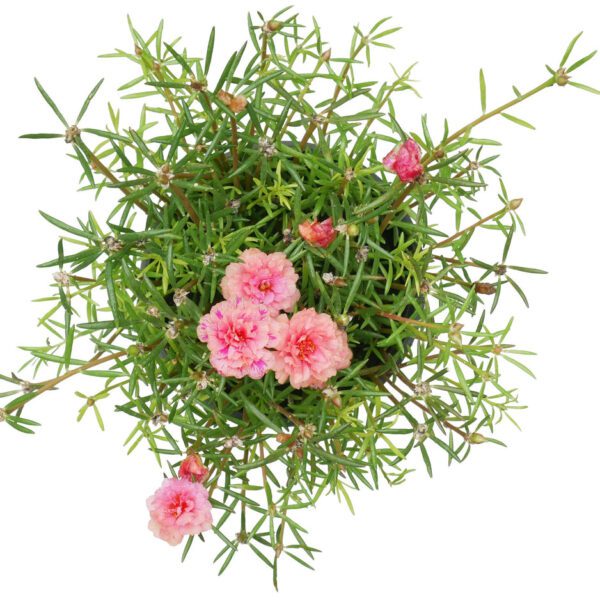 Portulaca Grandiflora (Eleven o'Clock/Mexican Rose/Sun Rose/Rock Rose/Moss Rose)