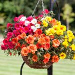 Portulaca Grandiflora "Hanging" (Eleven o'Clock/Mexican Rose/Sun Rose/Rock Rose/Moss Rose)