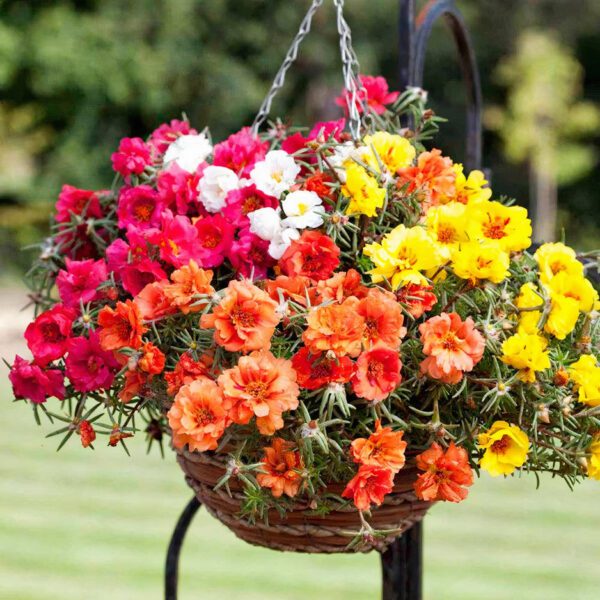 Portulaca Grandiflora "Hanging" (Eleven o'Clock/Mexican Rose/Sun Rose/Rock Rose/Moss Rose)